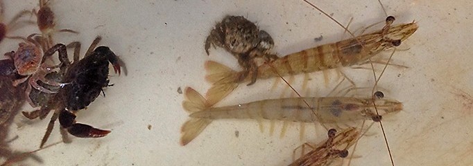 Charlotte County Fishing Report with Frank