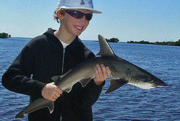 Shaaaaaaaarks! Fishin’ Frank reports they’re back!