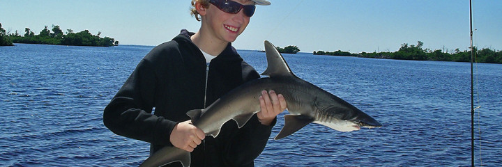 Shaaaaaaaarks! Fishin’ Frank reports they’re back!
