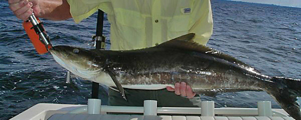 Fishin’ Frank’s Charlotte County Report