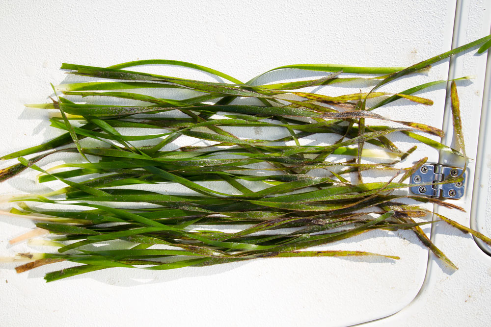 Eco-Friendly Boating, Seagrass