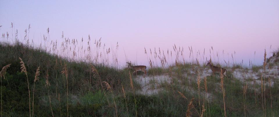 St. Joeseph Peninsula State Park