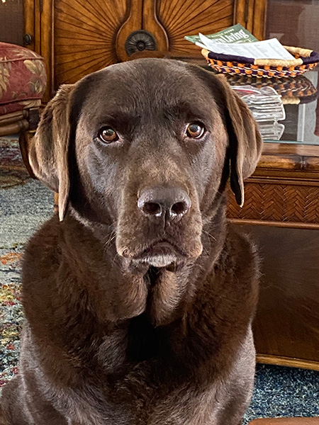 Moby 'Dick' our chocolate lab
