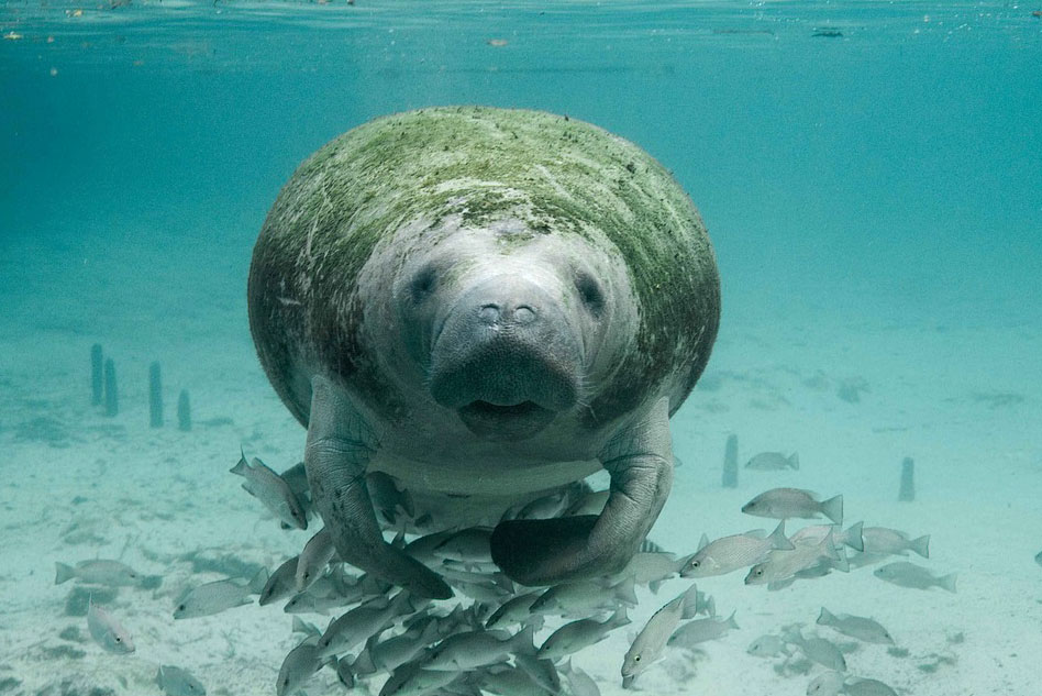 Manatee